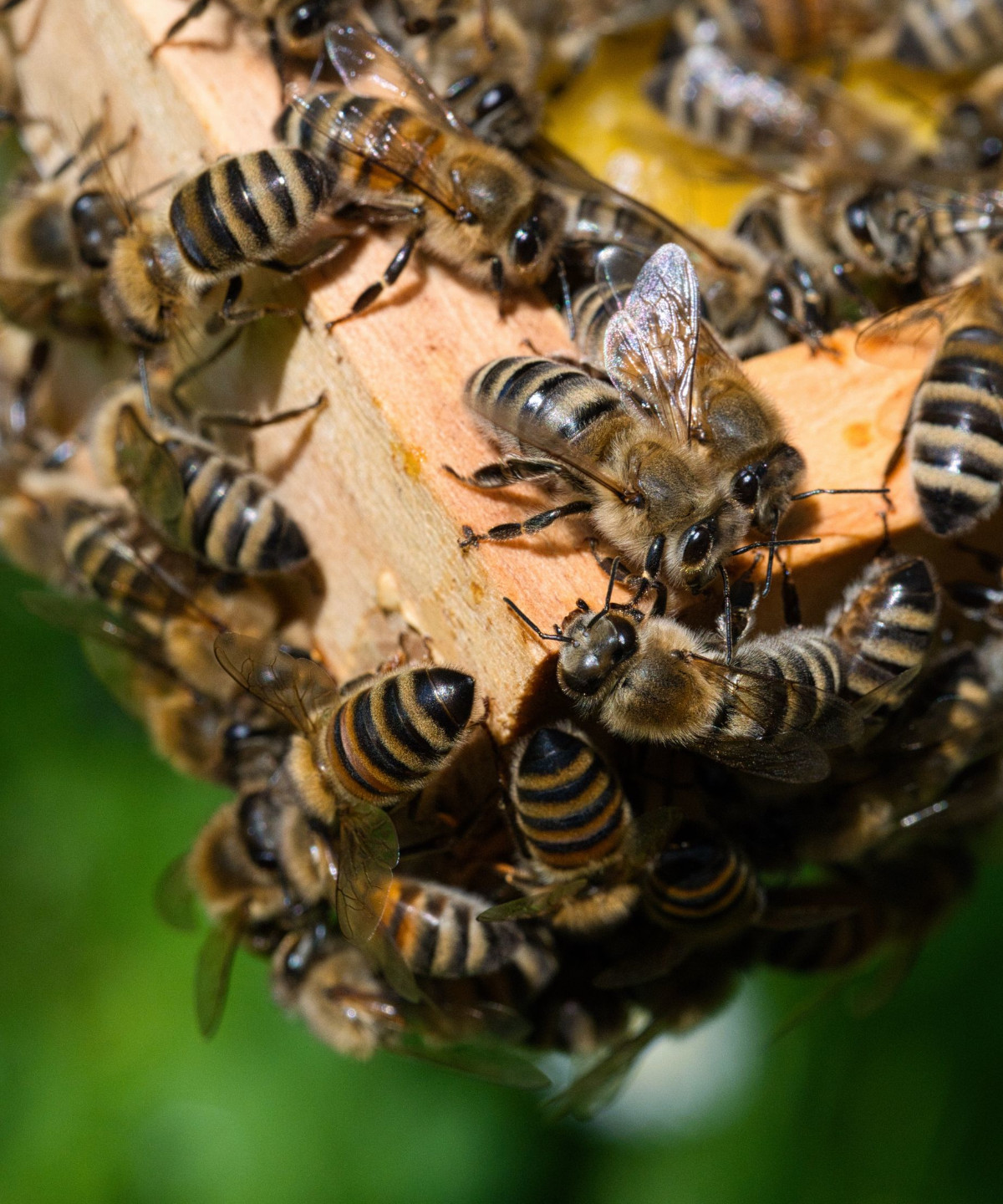 Biodiversité