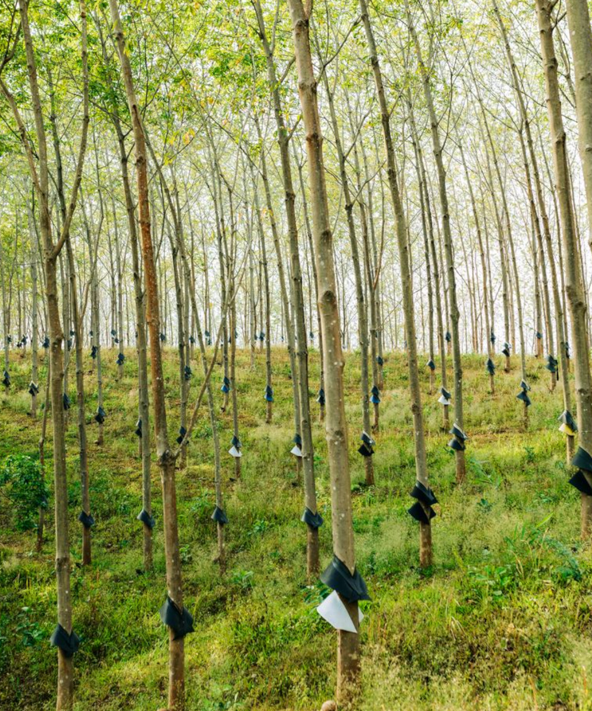 Solutions fondées sur la nature